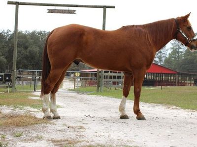 Calm Gelding Quarter Horse