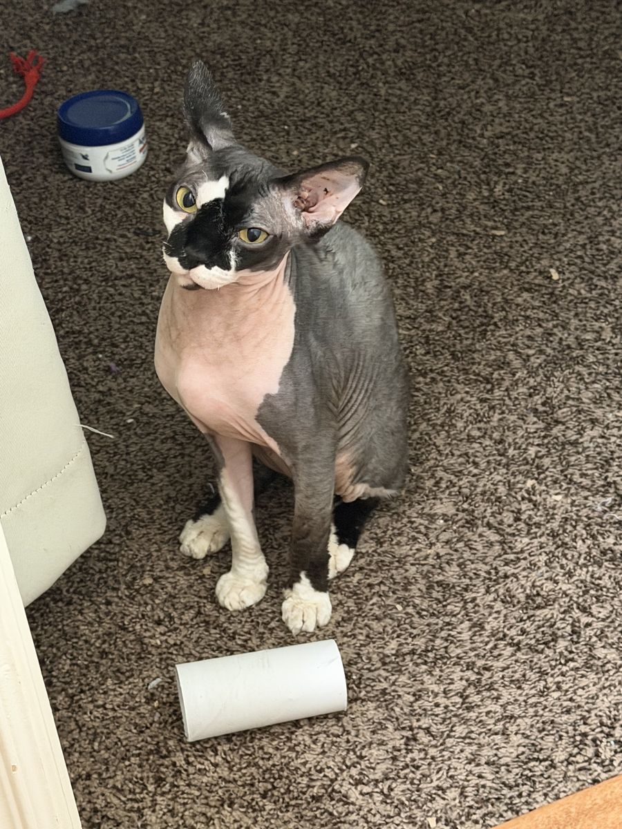 Sphinx-