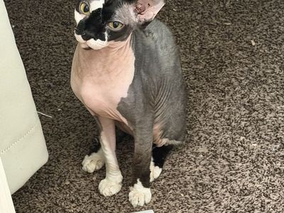 Sphinx-