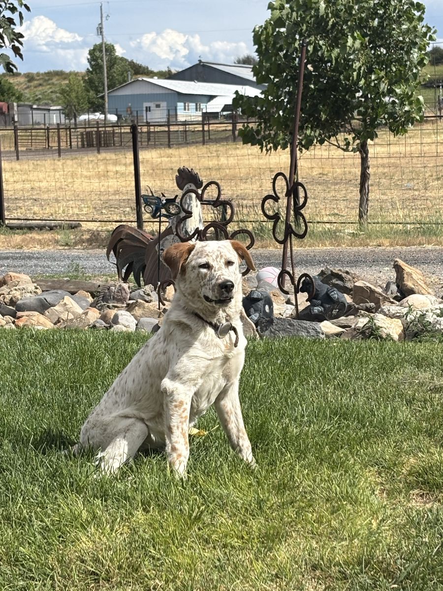 Aussie cross