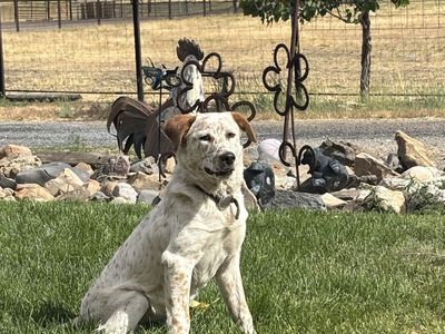 Aussie cross