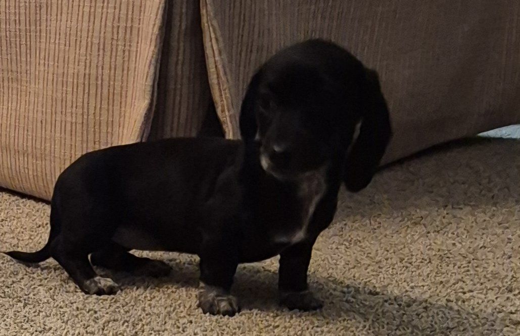 Dachshund
