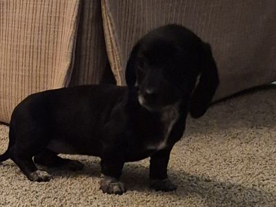 Dachshund