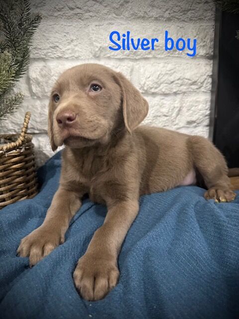 AKC Charcoal and Silver lab puppies