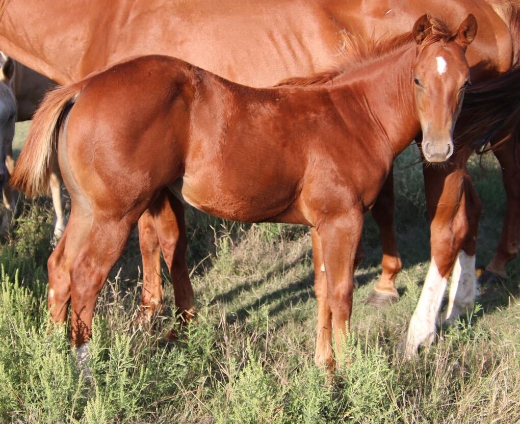 2025 Sorrel Filly