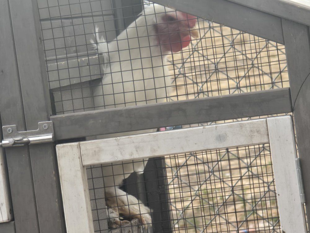 roosters