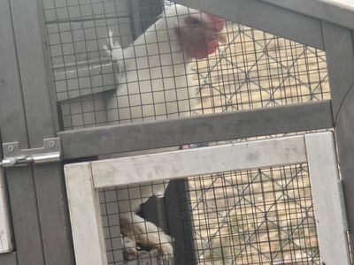 roosters