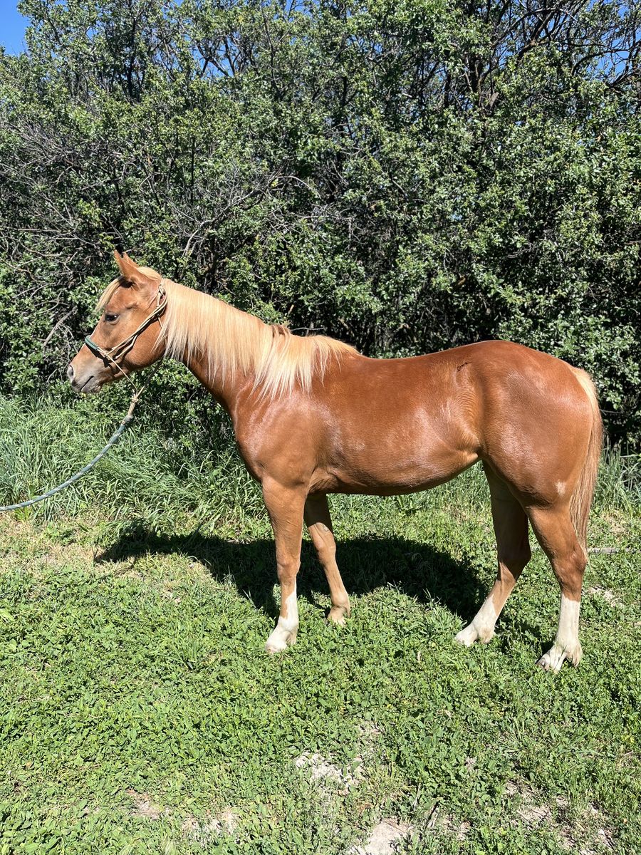 2024 Started Quarter Horse Filly