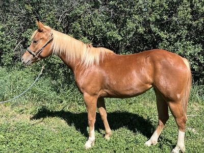 2024 Started Quarter Horse Filly