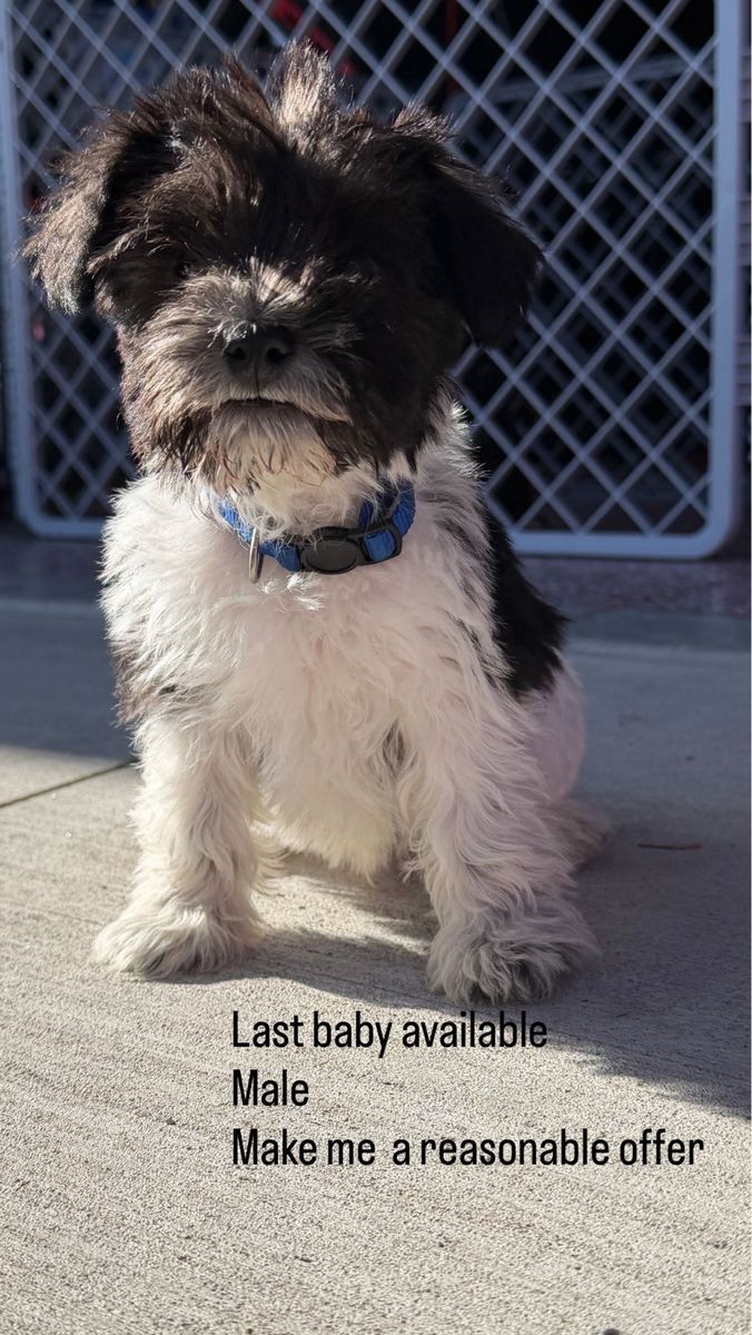 Male miniature schnauzer