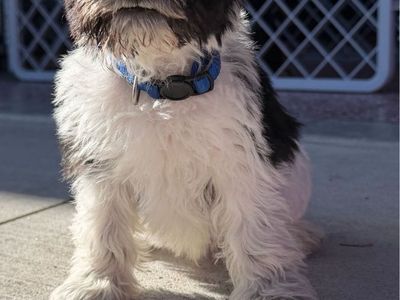 Male miniature schnauzer