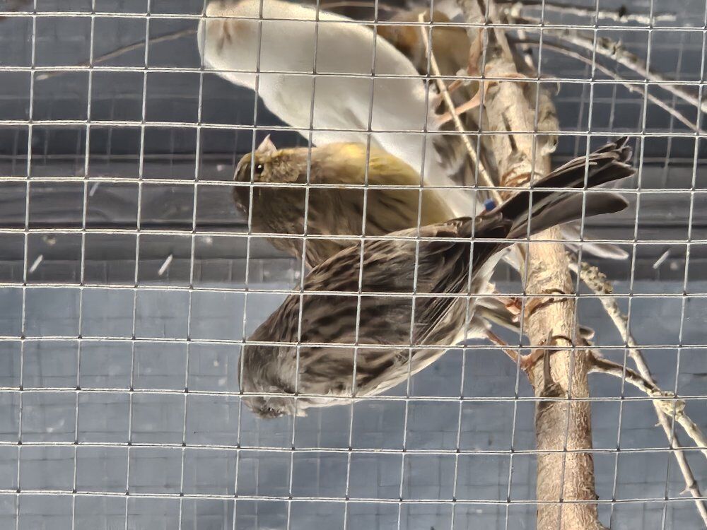 Male singer canary, ready to breed