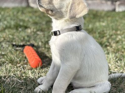 AKC Lab Puppies