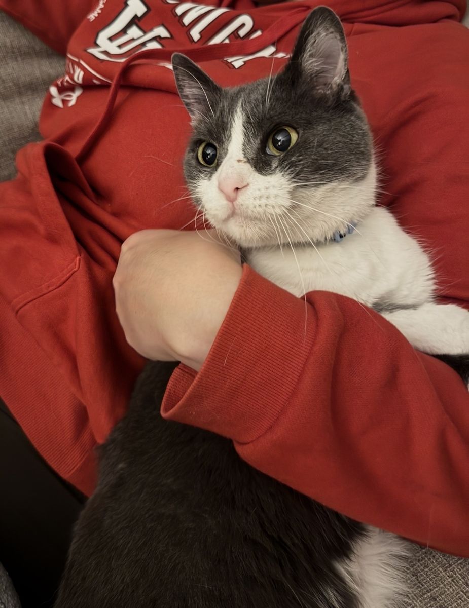 Missing/Runaway Cat