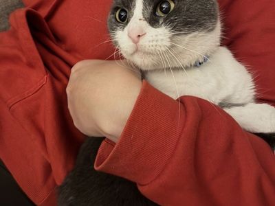 Missing/Runaway Cat
