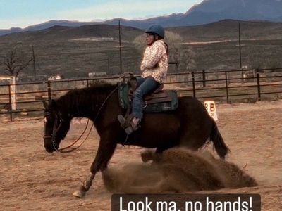 Reiner, babysitter, 2025 4h State Champion, lesson horse, therapy horse