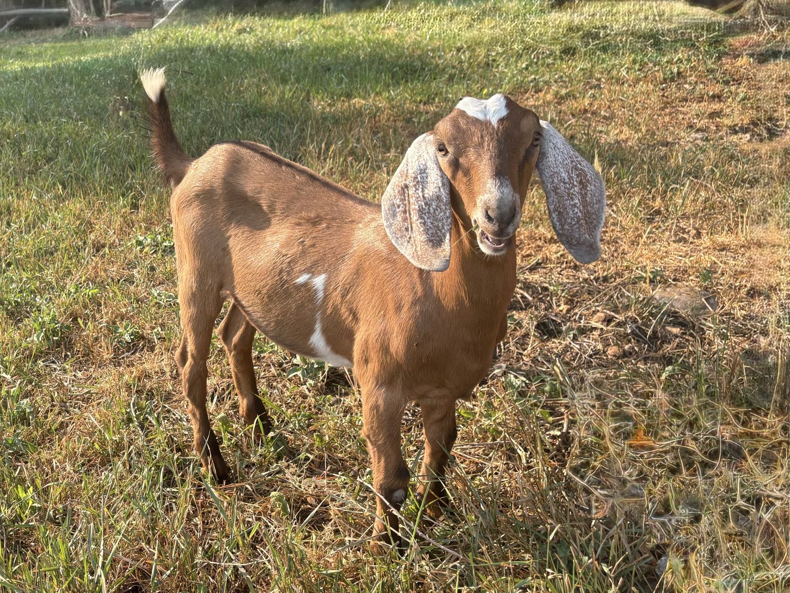 Nubian-Boer Wether Cross