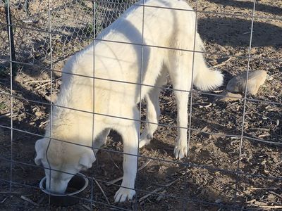 Livestock Guardian Dog