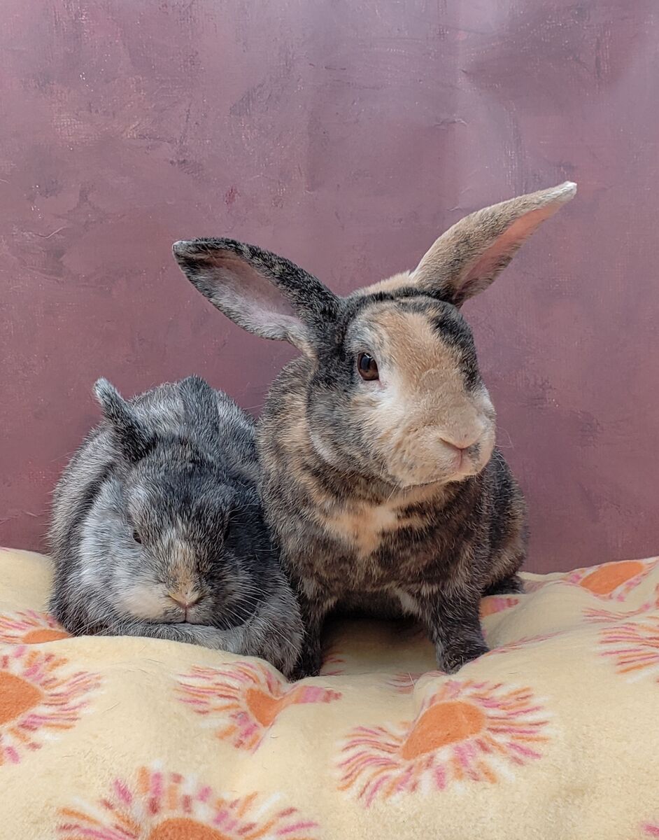 2 bonded desexed buns ready for foster to adopt
