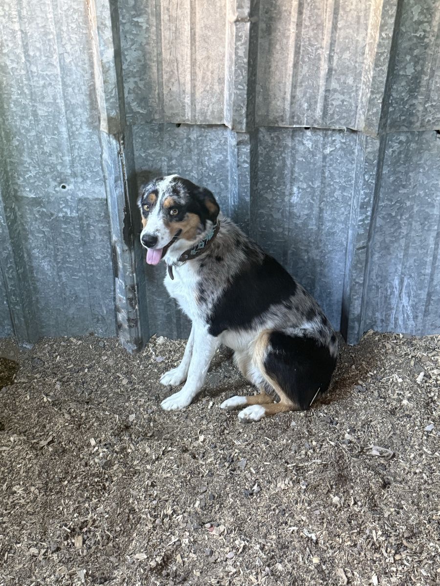 Beautiful Merle Australian Shepherd males - Ready for Loving Homes