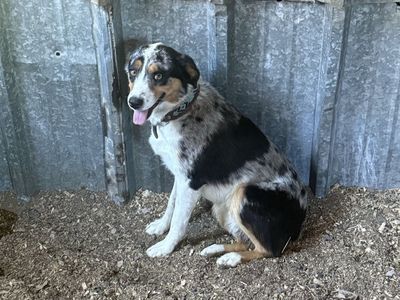 Beautiful Merle Australian Shepherd males - Ready for Loving Homes