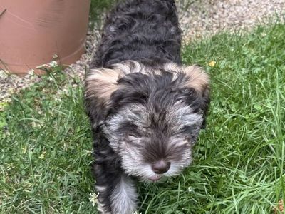 Adorable pure bred miniature schnauzer puppies!