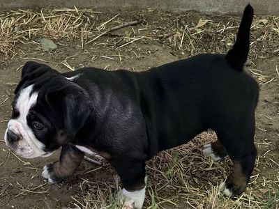 Old English bulldog