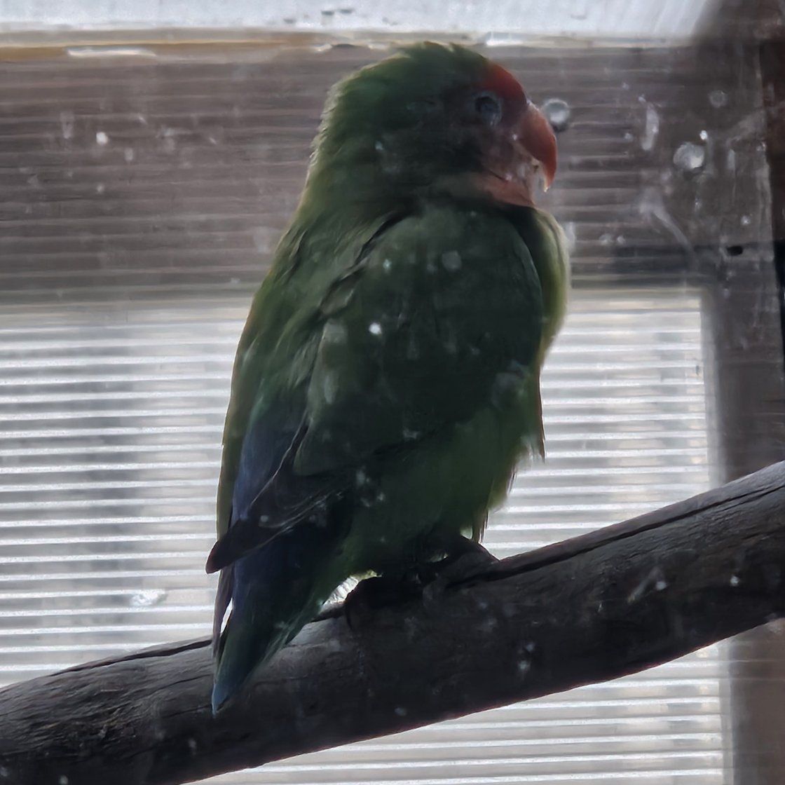adult female peachface lovebird
