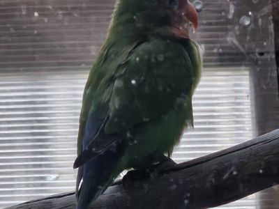adult female peachface lovebird