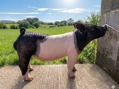 High End AI'd Crossbred Boar