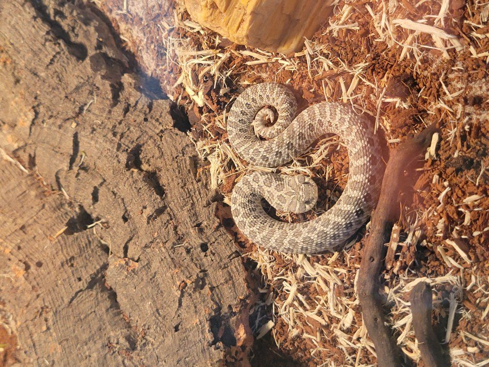 Female Axanthic Western Hognose Snake