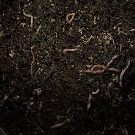 Worms for bait or composting