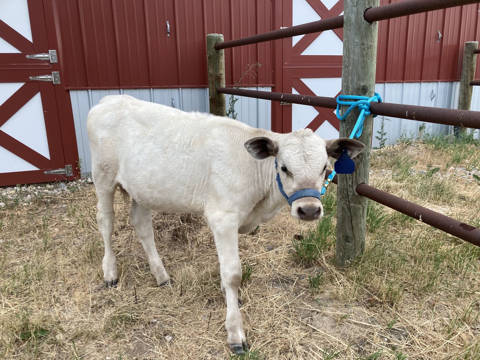 Brown Swiss/charlois heifer