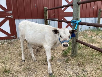 Brown Swiss/charlois heifer