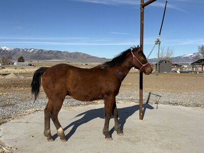AQHA Yearling Strong Foundation Bloodlines
