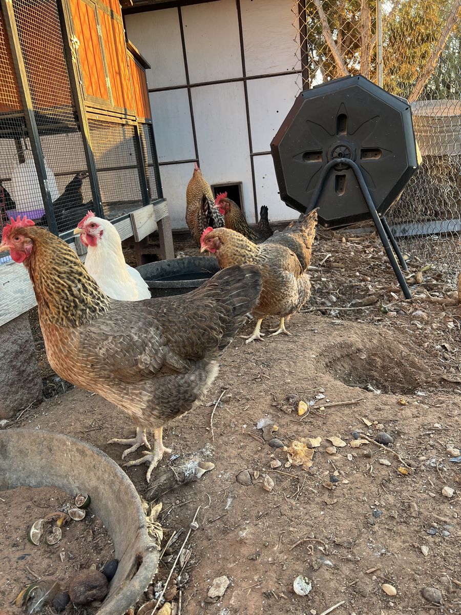 Bielefelder Hens