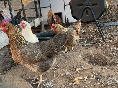 Bielefelder Hens