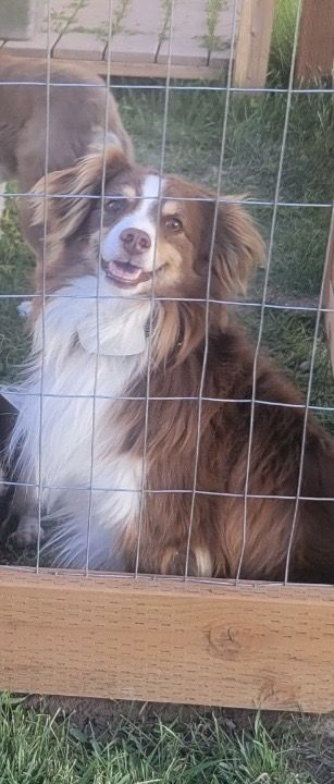 7 year male Aussie