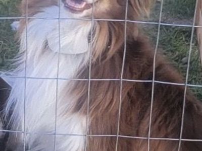 7 year male Aussie