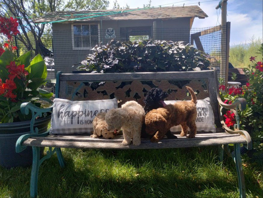 F1BB Mini Goldendoodle Puppies