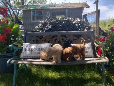 F1BB Mini Goldendoodle Puppies