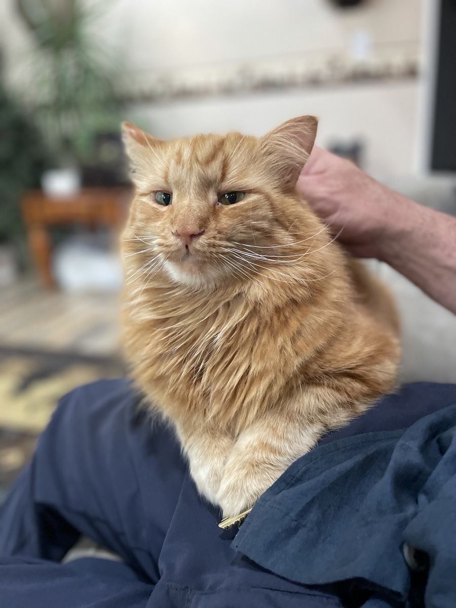 Lost tabby