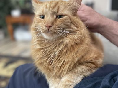 Lost tabby