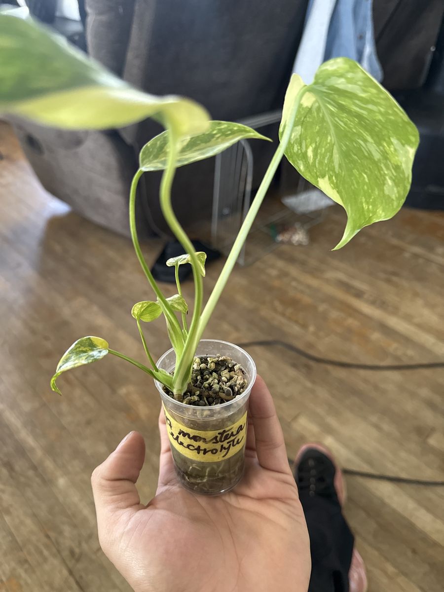 Monstera Deliciosa Albo Variegata Plant Cutting - Established, Healthy, Rooted