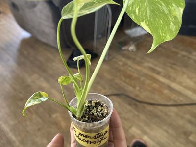 Monstera Deliciosa Albo Variegata Plant Cutting - Established, Healthy, Rooted
