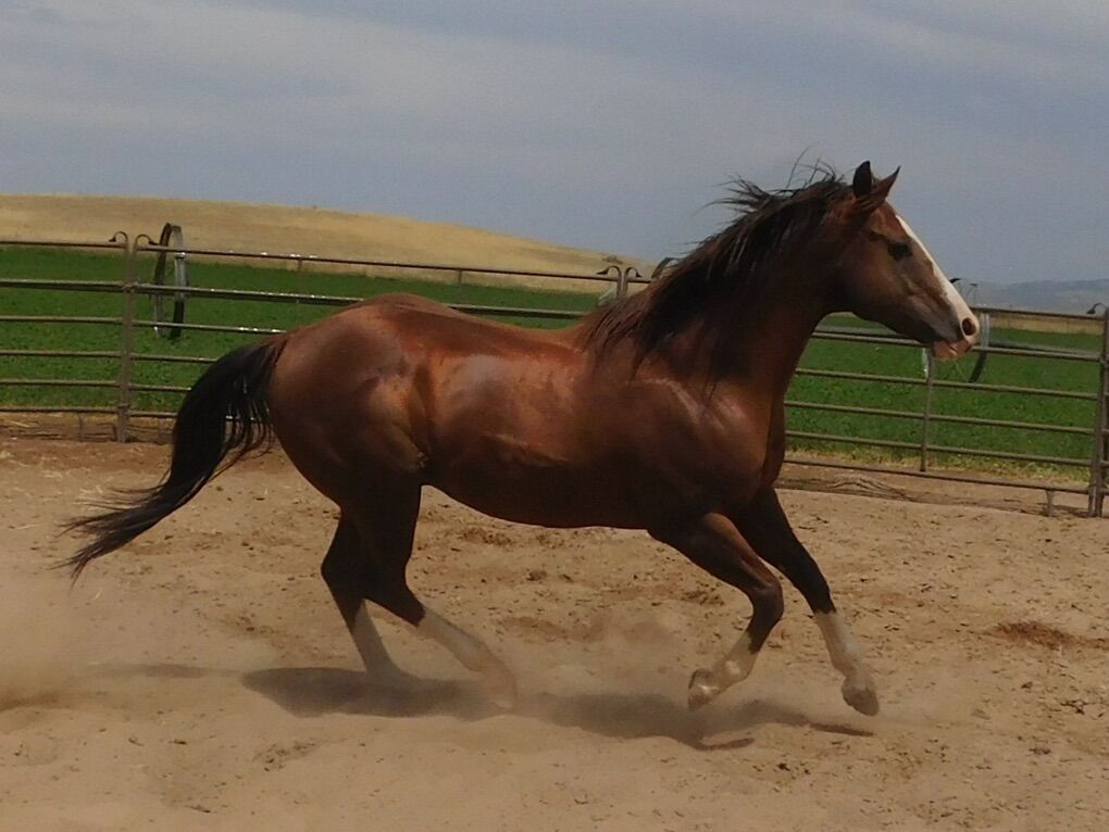 AQHA Race Bred Sorrel at Stud