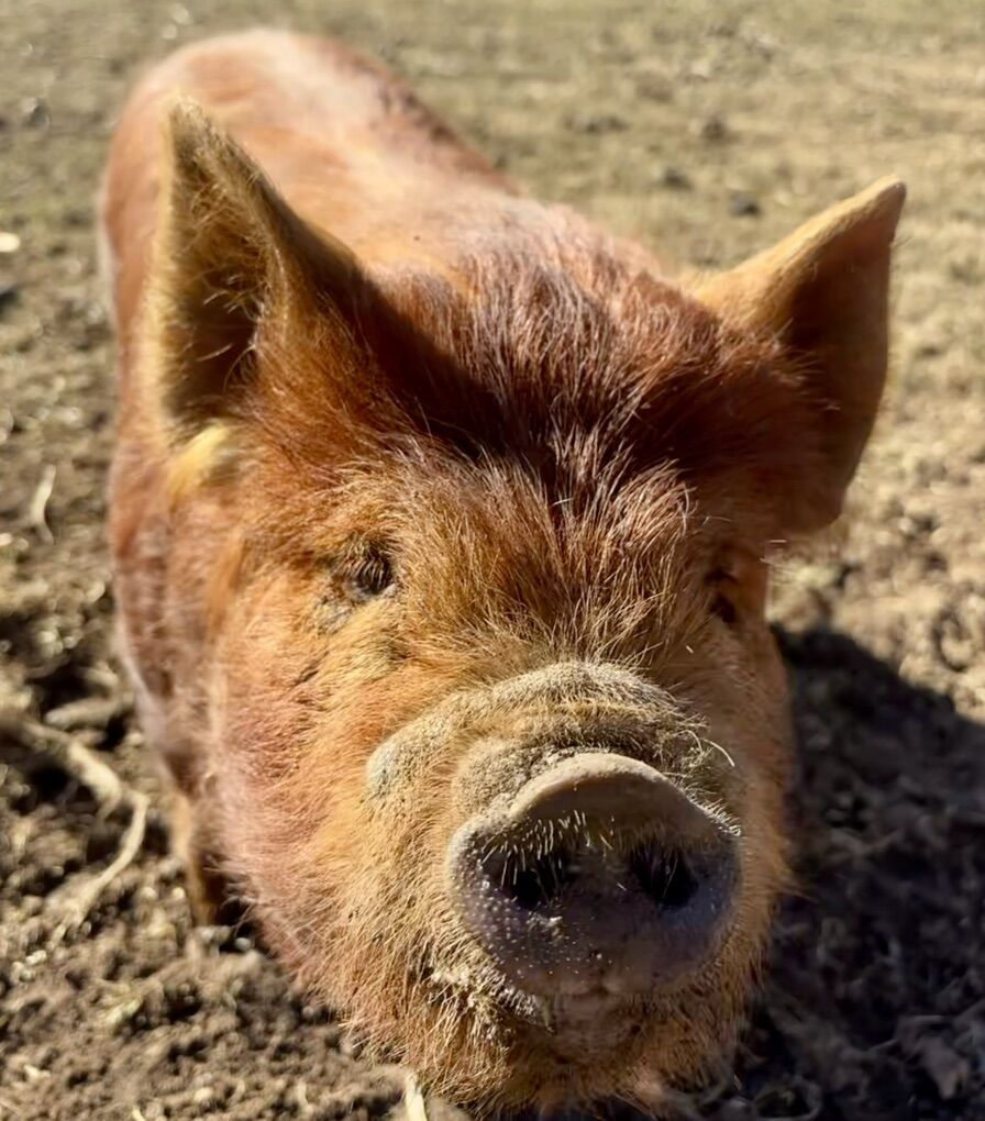 Registered kune kunes