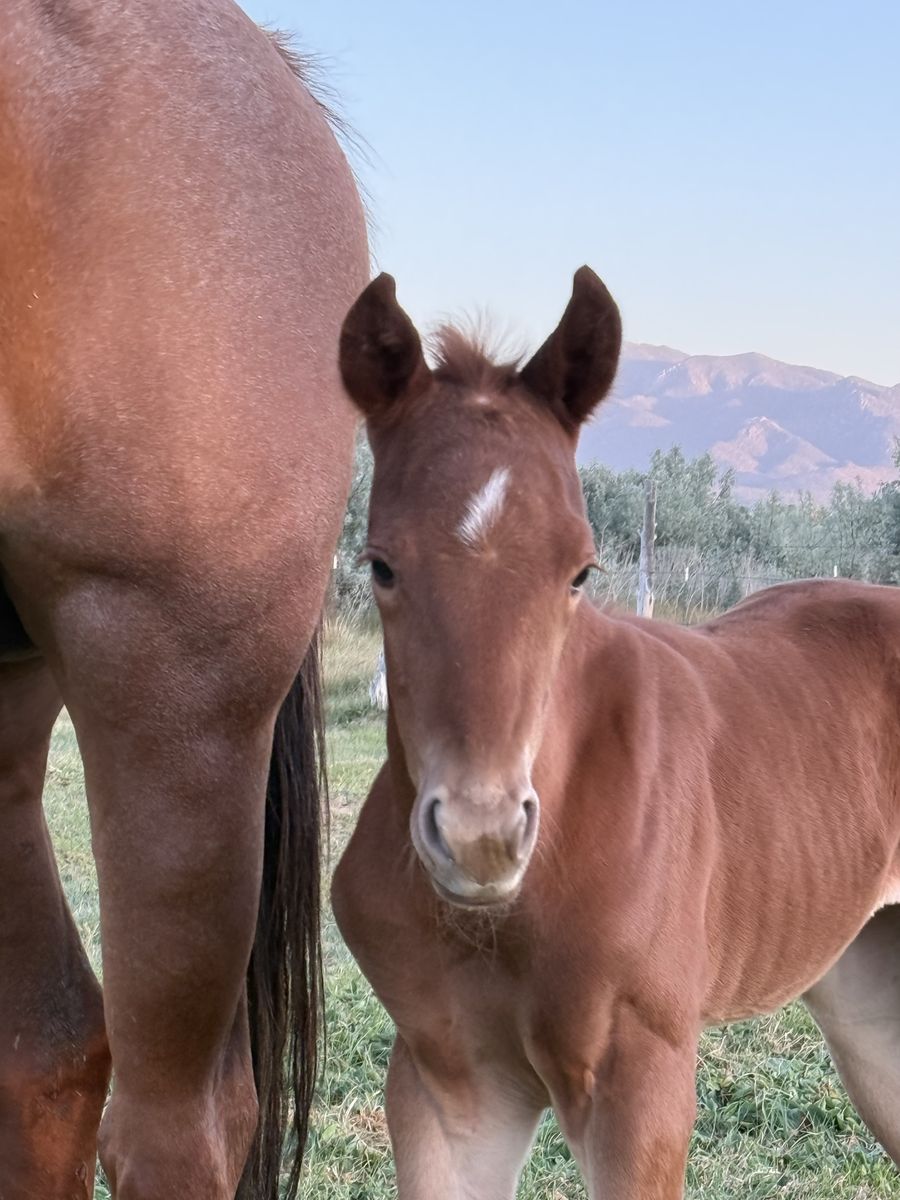 Young and strong - future performance /  ranch horse