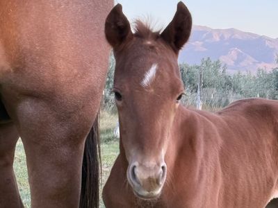 Young and strong - future performance / ranch horse