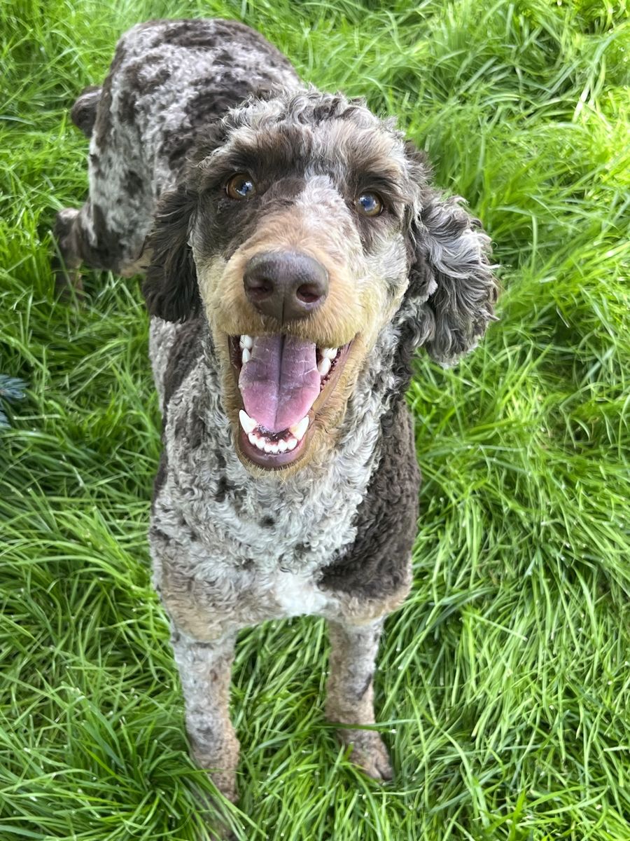 AKC poodle